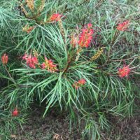 A vibrant Grevillea 'Elegance' 6" Pot with slender green leaves and clusters of red and orange flowers.