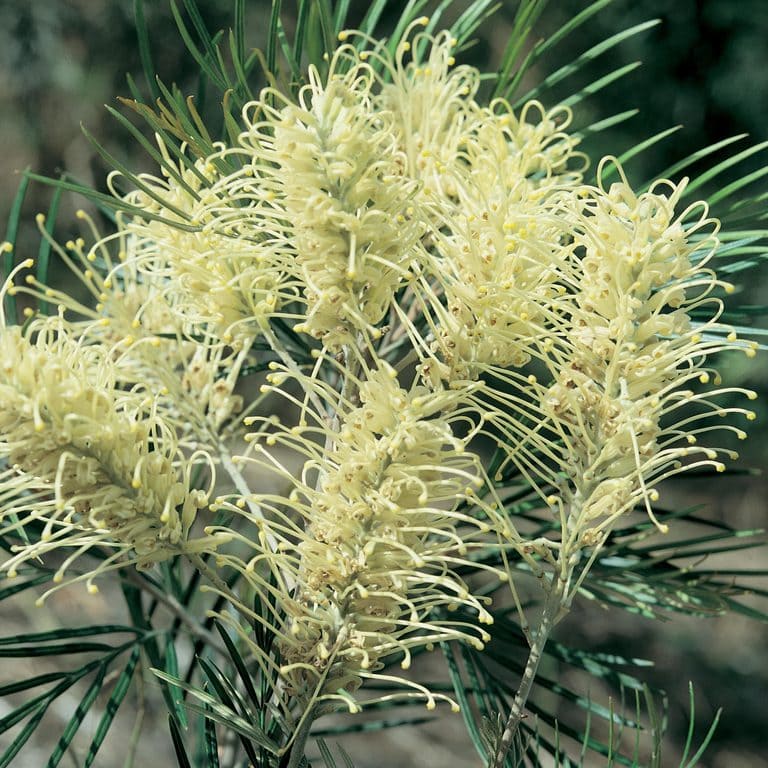 Grevillea 'Moonlight' - Image 2
