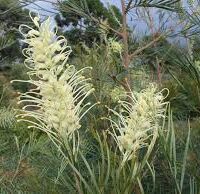 Grevillea 'Moonlight'