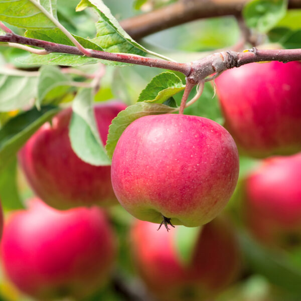 Malus 'Red Delicious' Apple Semi-Dwarf (Bare-Rooted) produces ripe, red apples that hang from tree branches surrounded by green leaves in bright daylight.