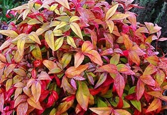 Hello Hello Plants Melbourne Victoria Australia Nandina domestica ‘Nana’ ‘Dwarf Nandina’