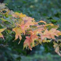 Branch of an Acer 'Ichigyoji' Japanese Maple 8" Pot tree with vibrant red and yellow leaves against a blurred green background.