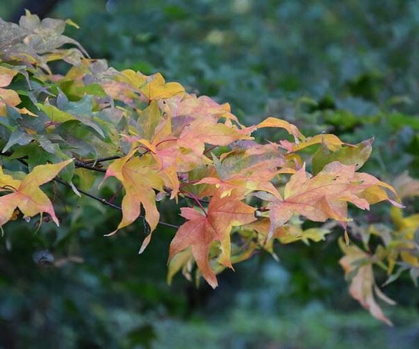 Branch of an Acer 'Ichigyoji' Japanese Maple 8" Pot tree with vibrant red and yellow leaves against a blurred green background.