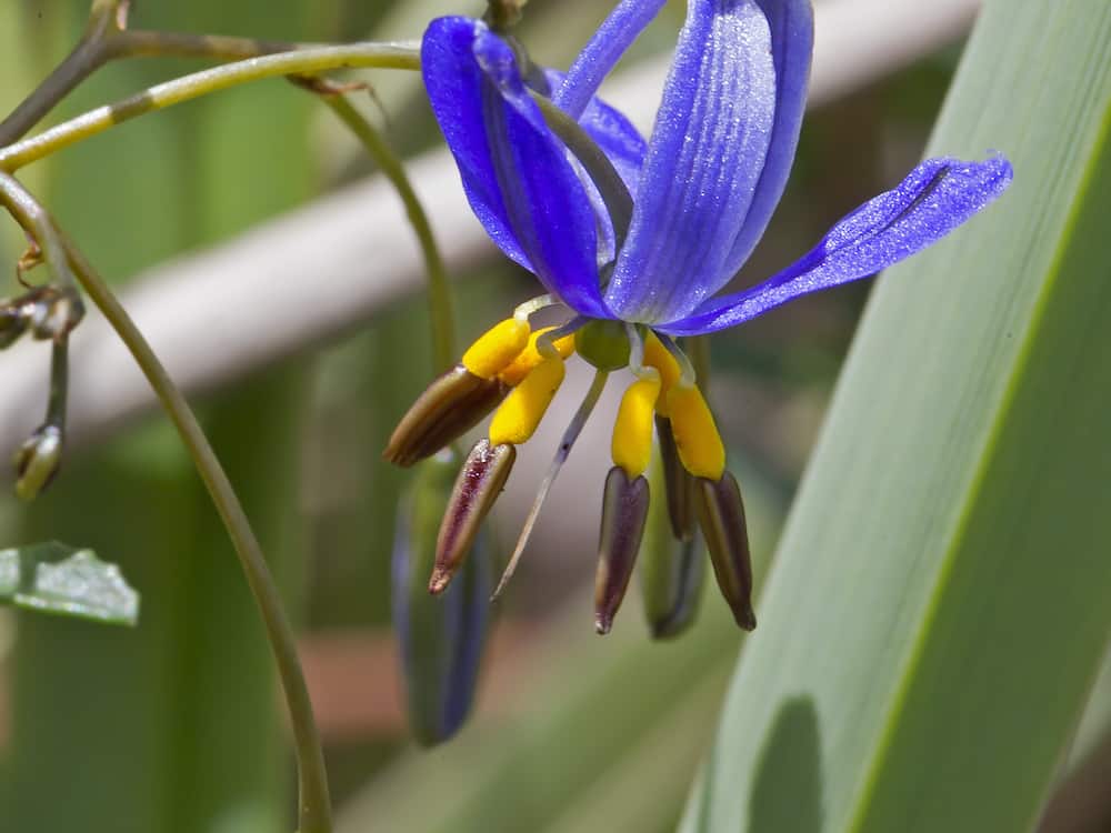 Dianella 'Seaspray' Flax Lily - Image 4