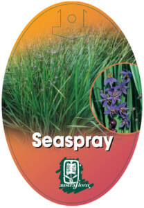 Dianella 'Seaspray' Flax Lily - Image 3