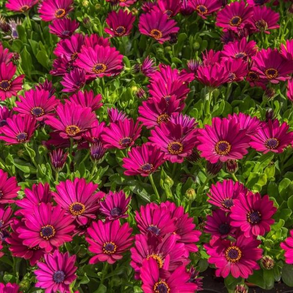 Osteospermum 'Electric Rose' African Daisy 6" Pot