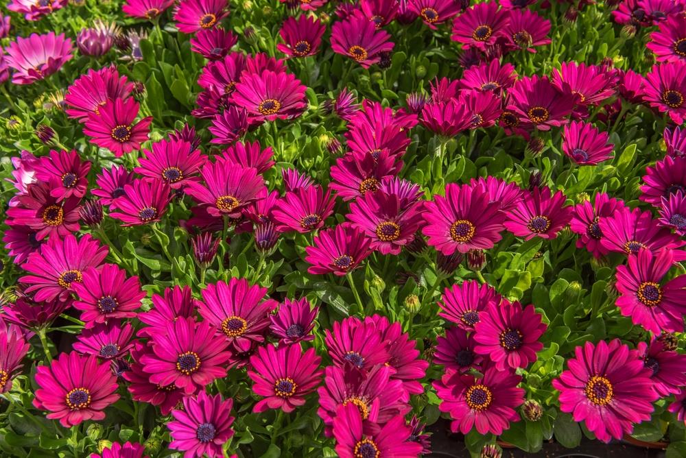 Osteospermum 'Electric Rose' African Daisy 6" Pot