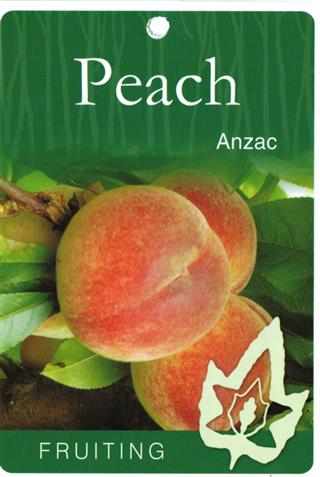 Tag with a peach image labeled "Prunus 'Anzac' Peach 8" Pot" alongside a branch with leaves and a ripening peach, set against a green striped background.