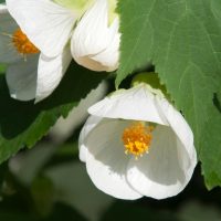 Abutilon hybridum 'Lucky Lantern White' Flowering Maple Indian Mallow white flowering