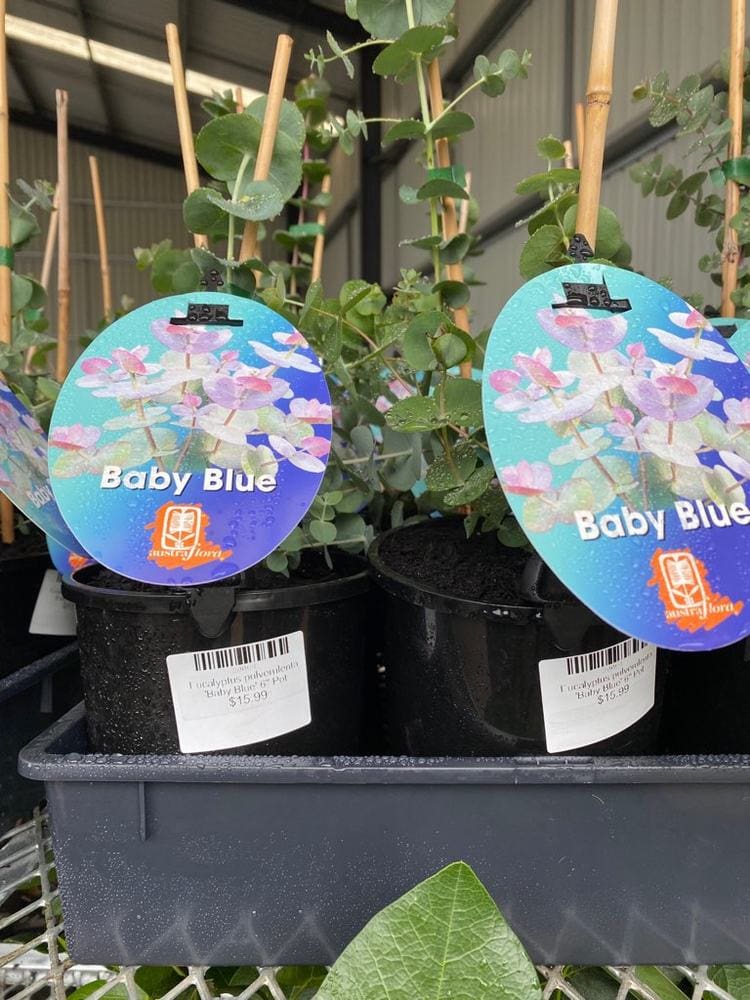 Eucalyptus 'Baby Blue' in a 6" pot, offered at $19.99 each, showcases charming plants with lush green leaves and tags adorned with vibrant purple flowers.
