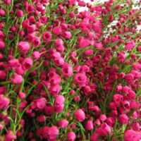 A dense cluster of small, vibrant pink Boronia 'Lipstick' 6" Pot flowers with lush green stems.