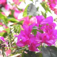 The vibrant green leaves and pink bougainvillea flowers enjoy the sunlight alongside the delicate Jasmine 'Angel Wings' in a serene 8" pot, enhancing their collective beauty.