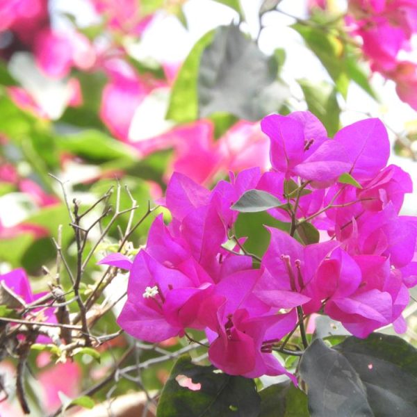 The vibrant green leaves and pink bougainvillea flowers enjoy the sunlight alongside the delicate Jasmine 'Angel Wings' in a serene 8" pot, enhancing their collective beauty.