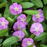 A cluster of vibrant pink Convolvulus 'Pink Sapphire' 6'' Pot flowers with visible yellow and white centers, set against a backdrop of lush green leaves.