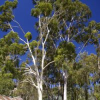 Tall Corymbia 'Lemon Scented Gum' 8" Pot trees towering over a small picnic area under a clear blue sky.