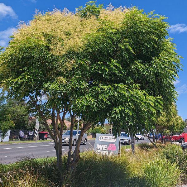 A lush green tree with yellowish blooms stands by a roadside, joined by a "We Sell" sign next to a colorful Coleus 'Chipotle' 6" Pot, as cars pass in the background.
