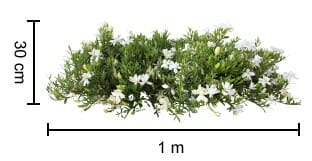 Rectangular planter box filled with lush greenery and interspersed Gardenia 'O So Fine™' 6" Pot flowers, measuring 1 meter in length and 30 centimeters in height.