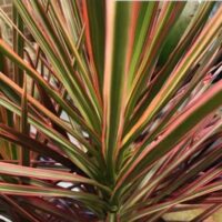 A close-up of Dracaena 'Colorama' in an 8" pot reveals its long, pointed leaves with green, pink, and red stripes radiating outward.