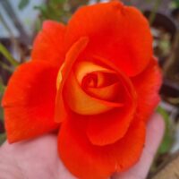 A vibrant orange Rose 'Las Vegas' 3ft Standard with gently curled petals rests in a hand, set against a blurred backdrop of green foliage.