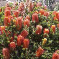 A vibrant Banksia 'Little Eric' 8" Pot shrub with numerous bright orange cylindrical flower spikes and dense green foliage.