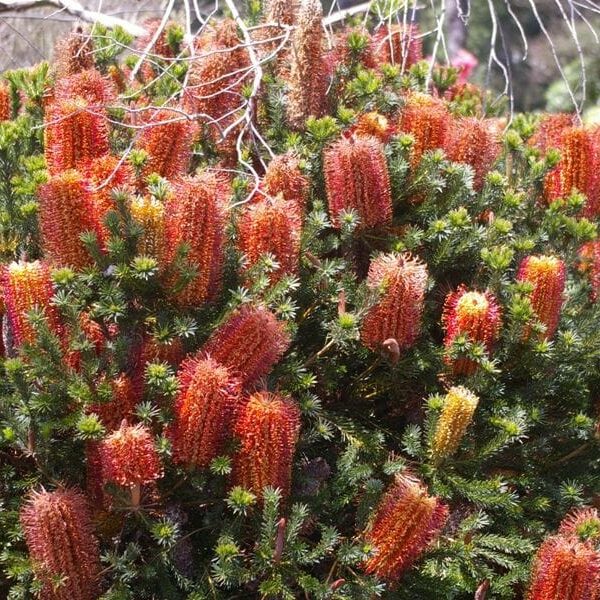A vibrant Banksia 'Little Eric' 8" Pot shrub with numerous bright orange cylindrical flower spikes and dense green foliage.