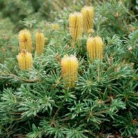 Yellow flower spikes and green foliage of a Banksia 'Stumpy Gold' 6" Pot flourishing in a garden setting.