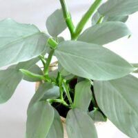 A healthy Philodendron 'Silver Sword' 8" Pot houseplant with broad leaves against a plain white background.
