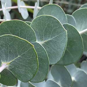 Close-up of Eucalyptus 'Baby Blue' 6" Pot leaves showing detailed veins and a soft green color.