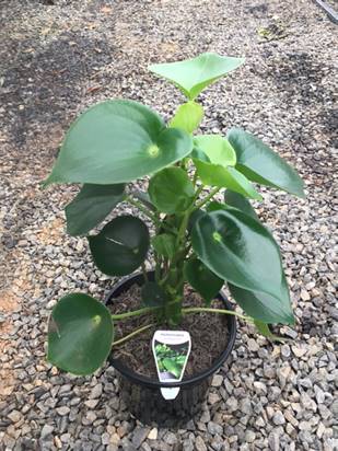 Peperomia 'Raindrop/Coin Leaf' 7" Pot - Image 5