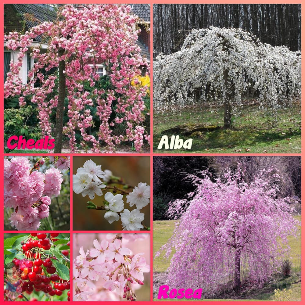 Collage of four weeping cherry trees, each labeled with a different variety name: 'cheals', 'alba', 'rosea', and close-ups of their respective pink and white blossoms