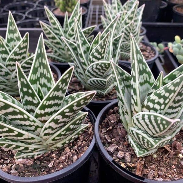 Several pots of Aloe 'Tiger Aloe' 6" Pot, featuring pointed green leaves with white stripes, displayed in a nursery setting.