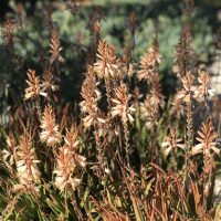 Aloe 'Bush Baby Yellow™' features spiky, brownish-red foliage with tall flower stalks and small pale blossoms, thriving outdoors in natural sunlight.