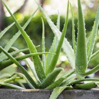 Aloe Vera