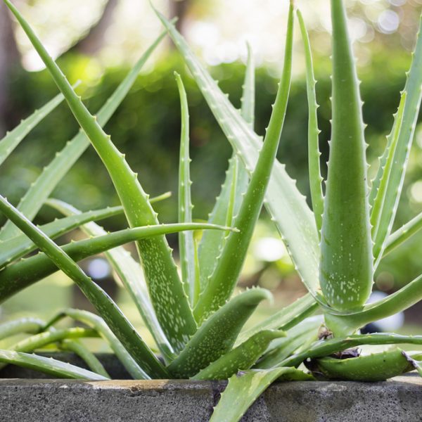 Aloe Vera
