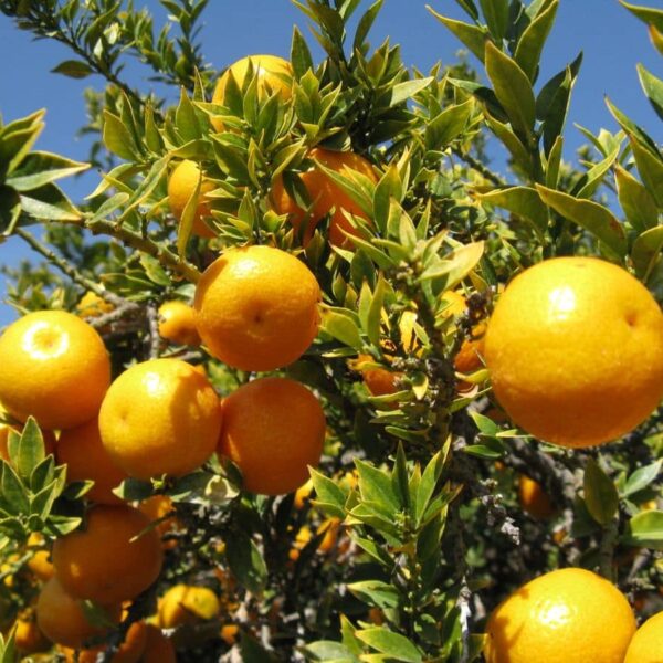 Citrus 'Chinotto' orange trees hanging on a sunlit tree with vibrant green leaves under a clear blue sky.