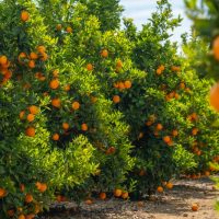 Citrus Orange Tree 'Seedless' 10'' Pot