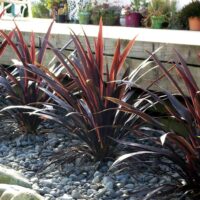 A well-manicured garden with dark purple Cordyline 'Renegade' 8'' Pot plants surrounded by smooth grey pebbles and a raised wooden garden bed in the background.