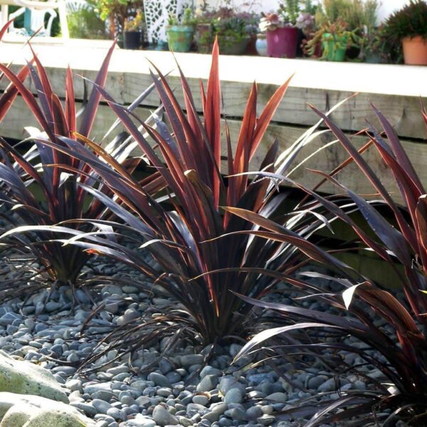 A well-manicured garden with dark purple Cordyline 'Renegade' 8'' Pot plants surrounded by smooth grey pebbles and a raised wooden garden bed in the background.
