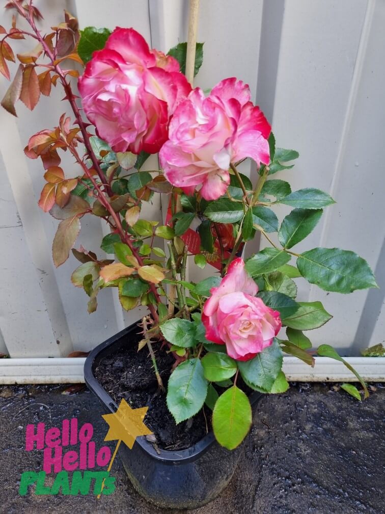 Rose 'Fire and Ice' Bush Form - Image 2