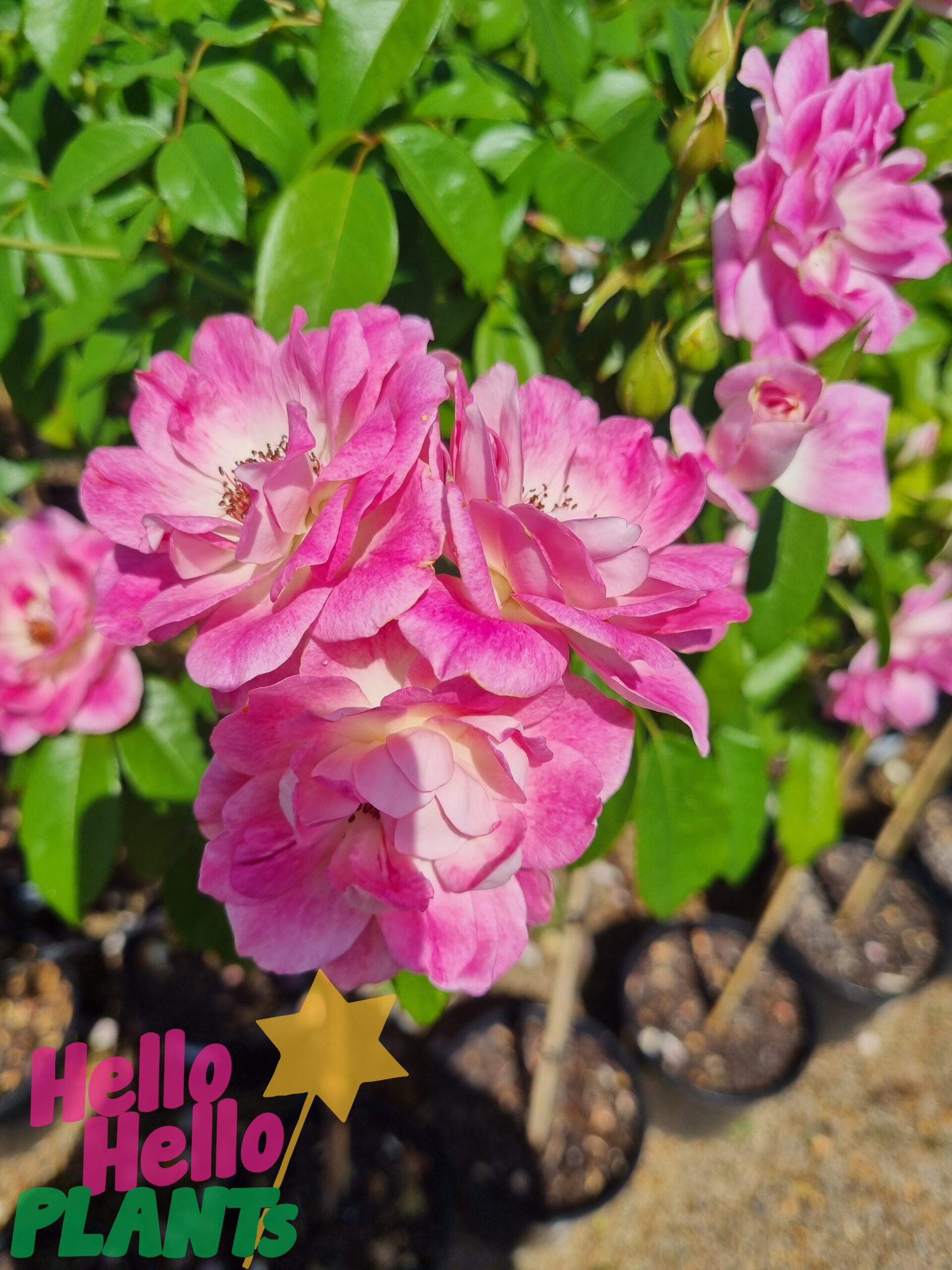 Rose 'Brilliant Pink Iceberg' - Image 3