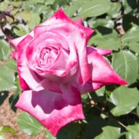 A close-up of Rose 'Paradise™' Bush Form in bloom, featuring its pink and white petals amidst lush green leaves in a garden setting.