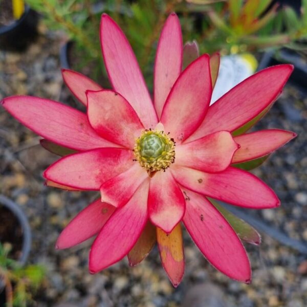 A close-up of Leucadendron 'Safari Sunset' features pink-red pointed petals and a green center, surrounded by potted plants on a rocky surface.