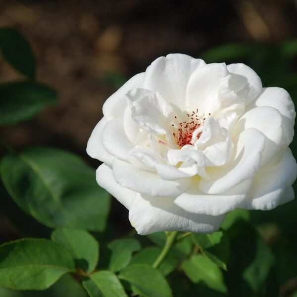 A close-up image of a single white rose with reddish-pink speckles at the center, surrounded by green leaves in soft-focus background from Rose 'Mount Shasta' Bush Form.