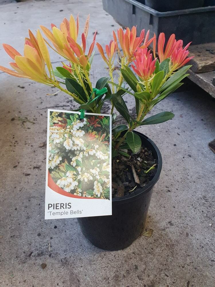 A Pieris 'Temple Bells' 6" Pot with vibrant foliage in a 6" pot, featuring a tag displaying an image of white flowers. The plant is placed on a concrete surface.
