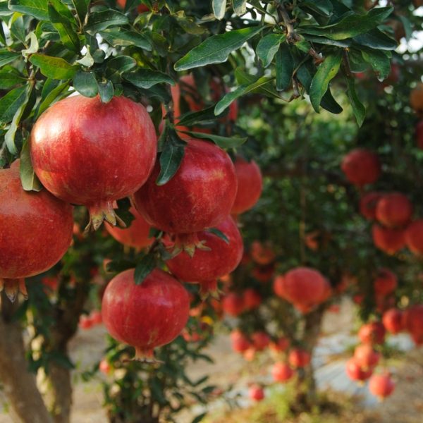 Punica 'Wonderful' Pomegranate