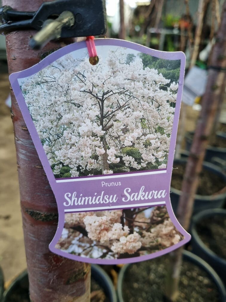 Prunus 'Shimidsu Sakura' Japanese Cherry - Image 4