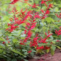 Salvia 'Pineapple Sage'