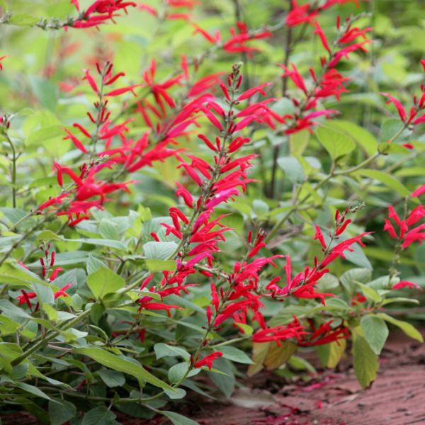 Salvia 'Pineapple Sage'