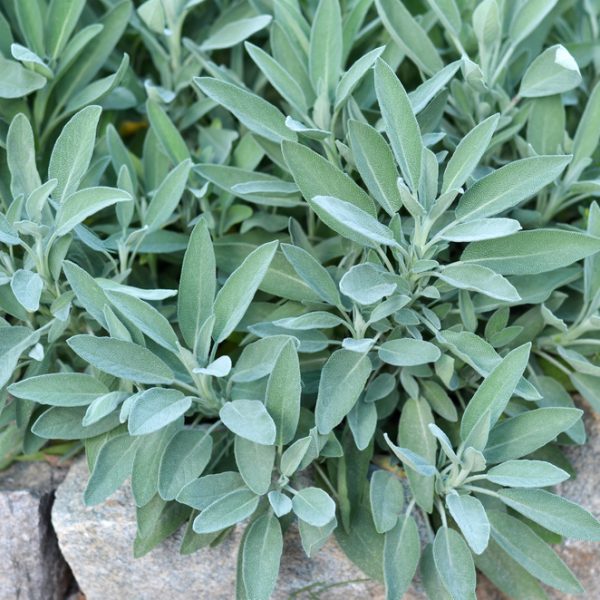 Salvia 'Common Sage'