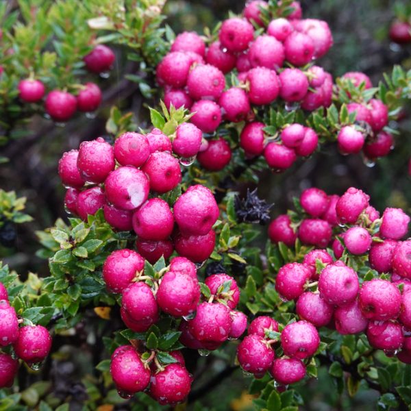 Ugni 'Chilean Guava'